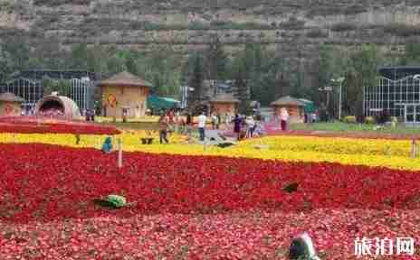 青海花海照片 青海花海景区介绍 青海花海照片 青海花海景区介绍