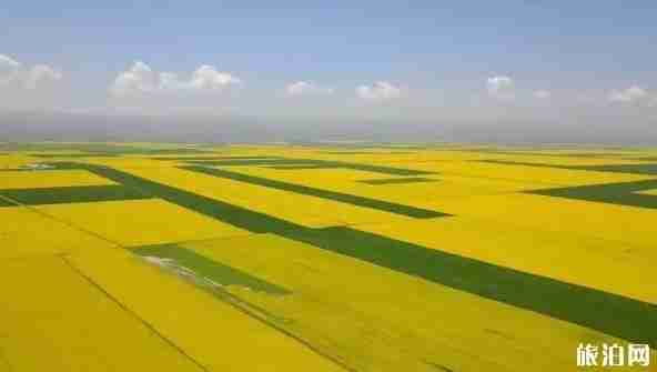 青海花海照片 青海花海景区介绍 青海花海照片 青海花海景区介绍