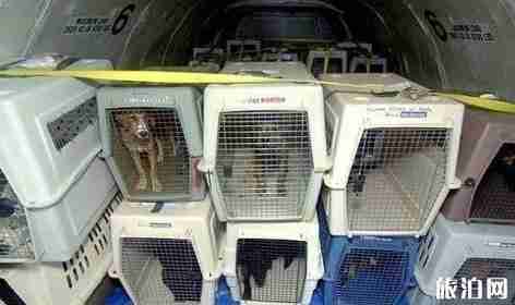 動物如何辦理飛機托運 動物如何辦理飛機托運