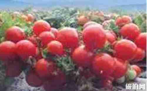 第四屆北京百合文化節門票+活動介紹