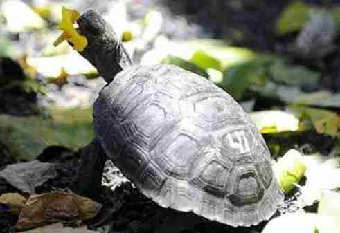 剛果金旅游景點介紹 剛果金旅游景點介紹