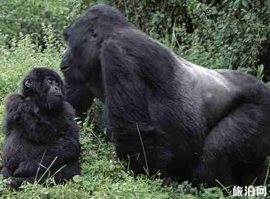 剛果金旅游景點介紹 剛果金旅游景點介紹