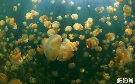 浮潛去哪里 浮潛勝地推薦世界篇