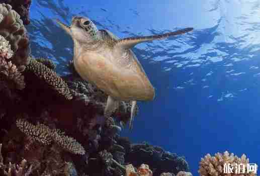 浮潛去哪里 浮潛勝地推薦世界篇