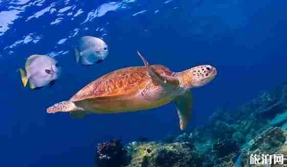 浮潛去哪里 浮潛勝地推薦世界篇