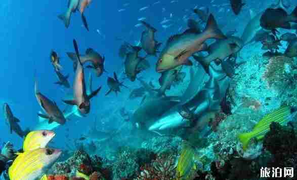浮潛去哪里 浮潛勝地推薦世界篇