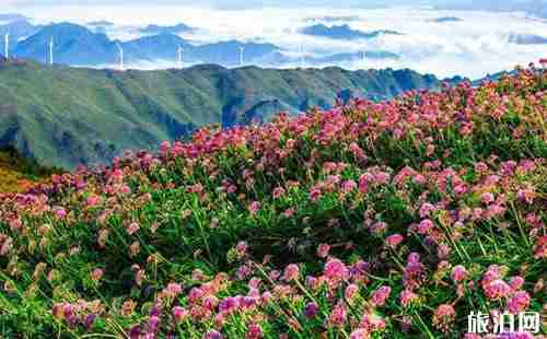 貴州花海圖片 貴州看花的地方介紹 貴州花海圖片 貴州看花的地方介紹