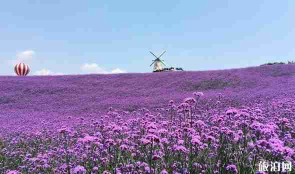 貴州花海圖片 貴州看花的地方介紹 貴州花海圖片 貴州看花的地方介紹