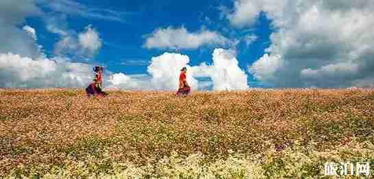 貴州花海圖片 貴州看花的地方介紹 貴州花海圖片 貴州看花的地方介紹