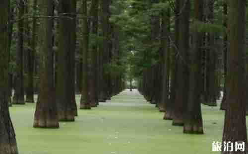 漲渡湖濕地公園好玩嗎 漲渡湖濕地公園在哪里+交通指南 漲渡湖濕地公園好玩嗎 漲渡湖濕地公園在哪里+交通指南