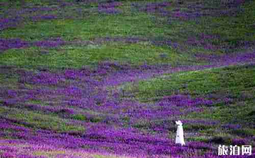 都蘭縣海拔多少米 都蘭旅游景點(diǎn)介紹 都蘭縣海拔多少米 都蘭旅游景點(diǎn)介紹
