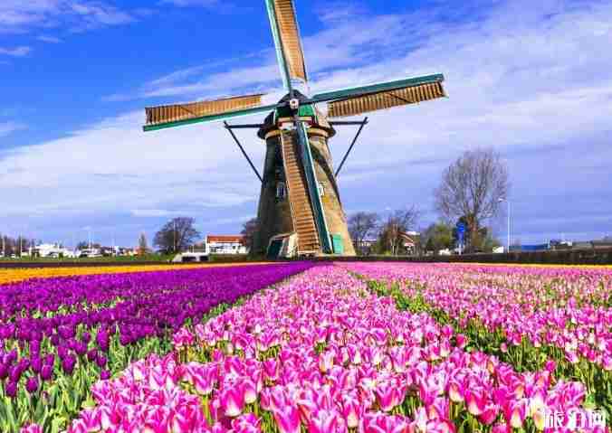 世界最美十大花海在哪里 世界最美十大花海介紹