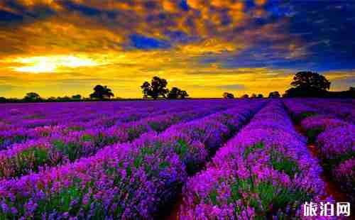 世界最美十大花海在哪里 世界最美十大花海介紹