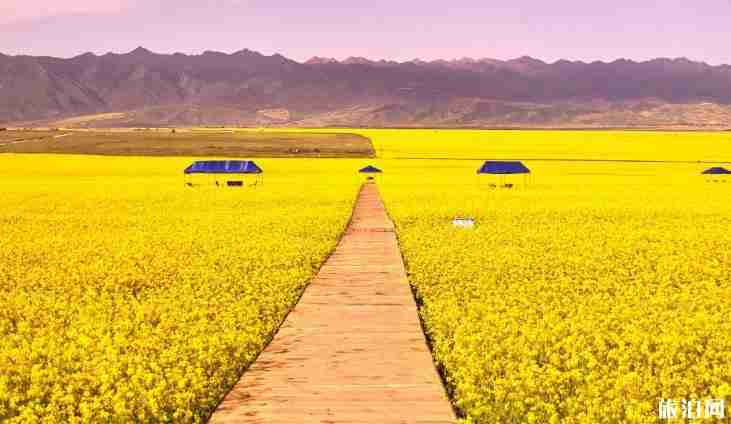 世界最美十大花海在哪里 世界最美十大花海介紹