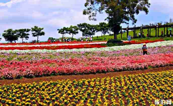 世界最美十大花海在哪里 世界最美十大花海介紹
