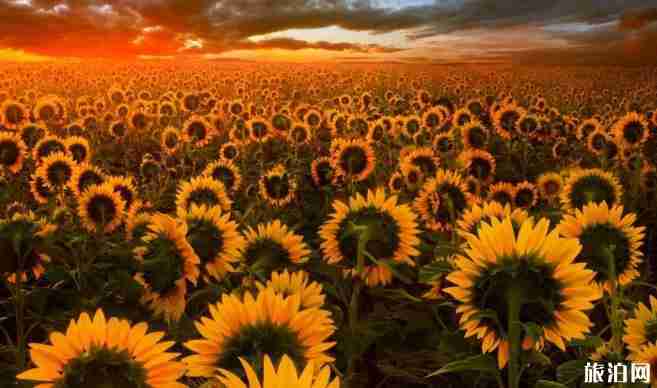 世界最美十大花海在哪里 世界最美十大花海介紹