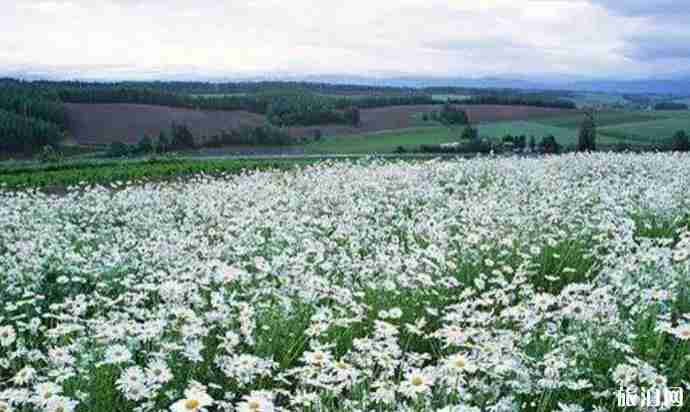 世界最美十大花海在哪里 世界最美十大花海介紹