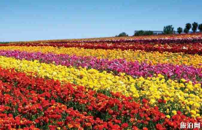 世界最美十大花海在哪里 世界最美十大花海介紹