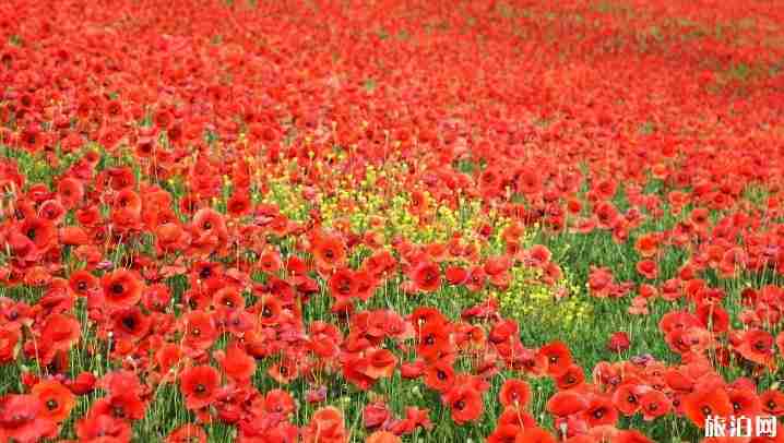 世界最美十大花海在哪里 世界最美十大花海介紹