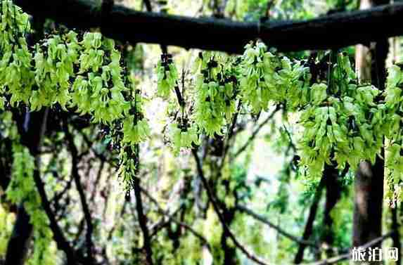 廣州徒步線路推薦 廣州徒步線路推薦