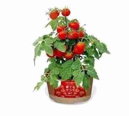 日本便利店买什么划算 日本三大便利店必买清单 日本便利店买什么划算 日本三大便利店必买清单