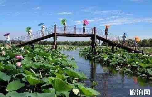 新民荷花节是哪一天 新民荷花节活动介绍+门票