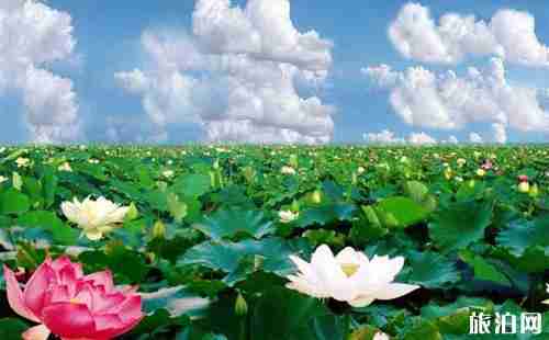 新民荷花节是哪一天 新民荷花节活动介绍+门票