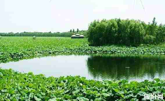 新民荷花节是哪一天 新民荷花节活动介绍+门票
