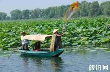 新民荷花节是哪一天 新民荷花节活动介绍+门票