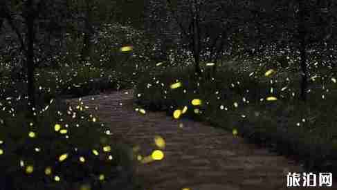 萤火虫去哪看 萤火虫观赏地点推荐国内篇