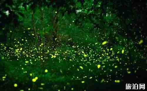 萤火虫去哪看 萤火虫观赏地点推荐国内篇