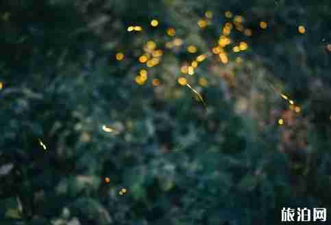 萤火虫去哪看 萤火虫观赏地点推荐国内篇