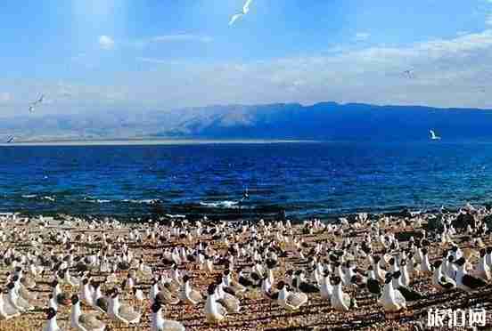 2018青海环湖赛时间+路线风景介绍
