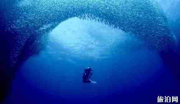 菲律宾潜水最好的地方推荐