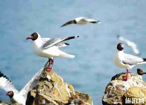 班公湖在哪 班公湖介绍 班公湖在哪 班公湖介绍