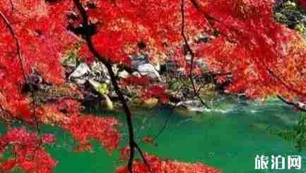 洛阳有枫叶林吗 洛阳枫叶林景点介绍 洛阳有枫叶林吗 洛阳枫叶林景点介绍