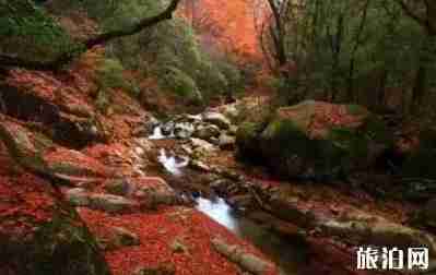 洛阳有枫叶林吗 洛阳枫叶林景点介绍 洛阳有枫叶林吗 洛阳枫叶林景点介绍