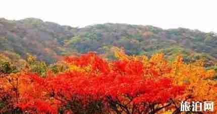 洛阳有枫叶林吗 洛阳枫叶林景点介绍 洛阳有枫叶林吗 洛阳枫叶林景点介绍