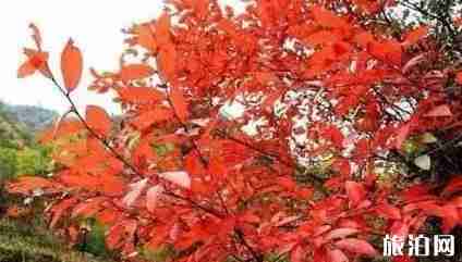 洛阳有枫叶林吗 洛阳枫叶林景点介绍 洛阳有枫叶林吗 洛阳枫叶林景点介绍