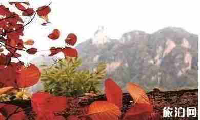 洛阳有枫叶林吗 洛阳枫叶林景点介绍