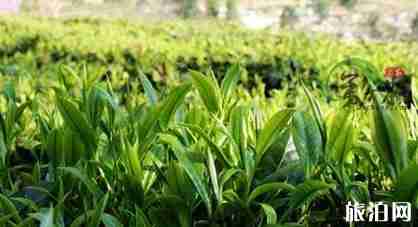 云南临沧特产有什么 临沧特产介绍 云南临沧特产有什么 临沧特产介绍