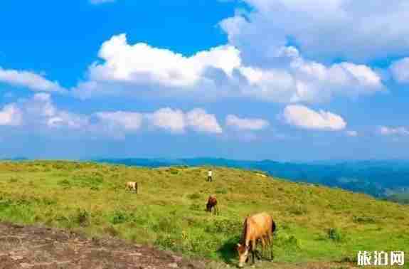 贵州草原有哪些 贵州草原介绍 贵州草原有哪些 贵州草原介绍