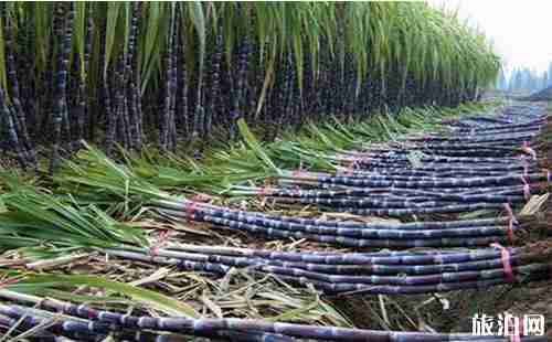 云南临沧特产有什么 临沧特产介绍 云南临沧特产有什么 临沧特产介绍