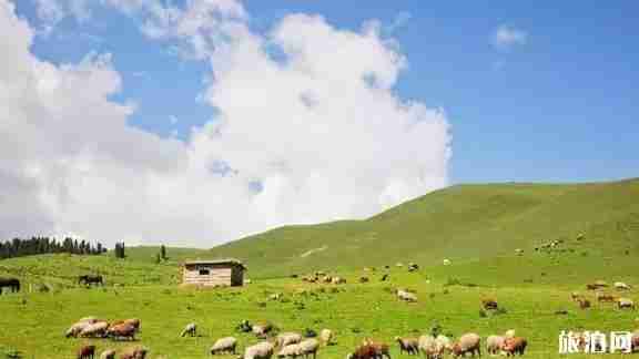 贵州草原有哪些 贵州草原介绍 贵州草原有哪些 贵州草原介绍
