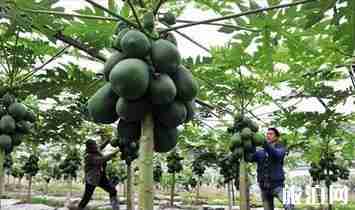 云南临沧特产有什么 临沧特产介绍 云南临沧特产有什么 临沧特产介绍