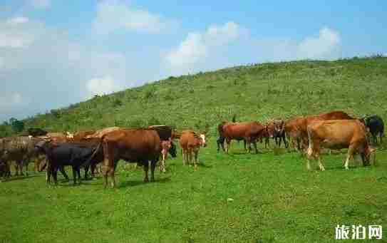 贵州草原有哪些 贵州草原介绍 贵州草原有哪些 贵州草原介绍