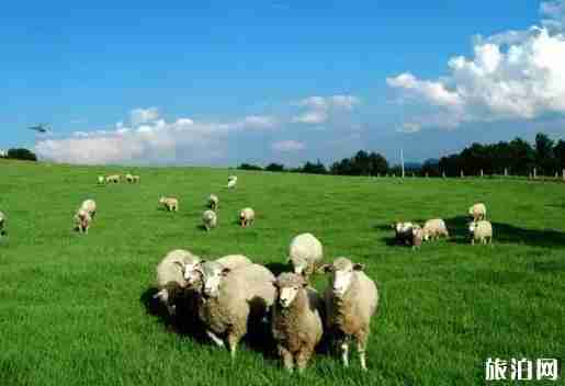 贵州草原有哪些 贵州草原介绍 贵州草原有哪些 贵州草原介绍