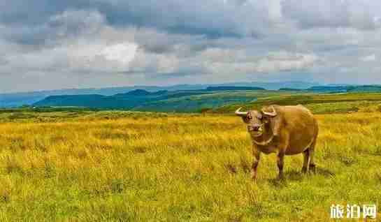 贵州草原有哪些 贵州草原介绍 贵州草原有哪些 贵州草原介绍
