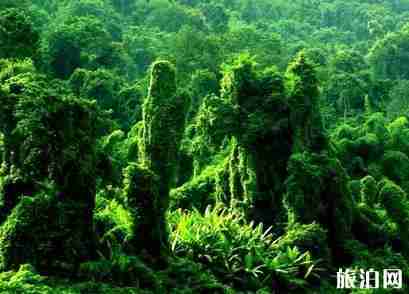 景洪在云南哪里 景洪有什么好玩的 景洪在云南哪里 景洪有什么好玩的