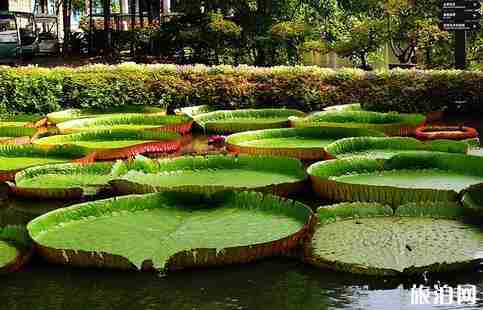 景洪在云南哪里 景洪有什么好玩的 景洪在云南哪里 景洪有什么好玩的